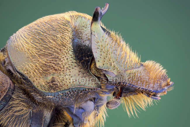 Verdadero perfil de escarabajo estiércol retrato . - foto de stock
