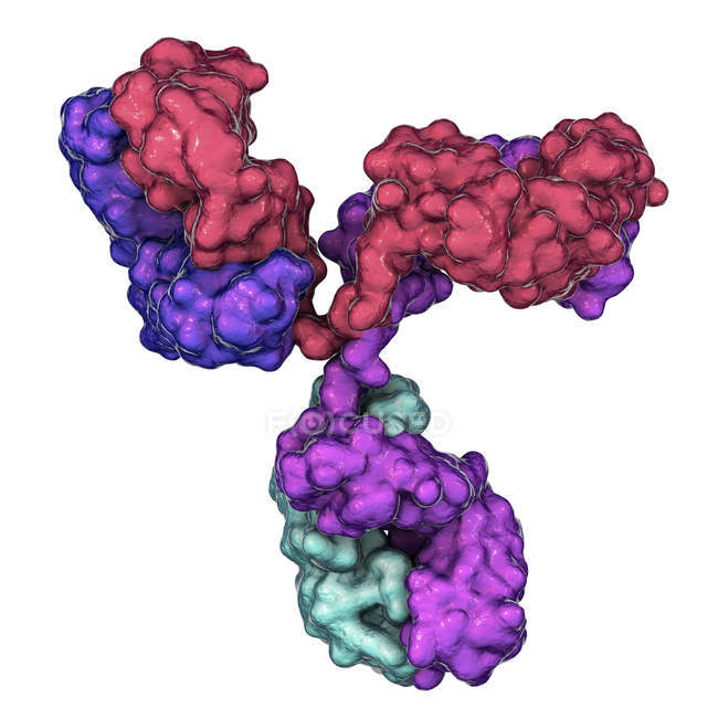 Modelo molecular digital da estrutura secundária do anticorpo da imunoglobulina G . — Fotografia de Stock