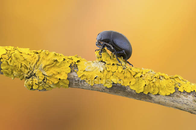 Чорний листовий жук на шматку лишайникової гілки . — стокове фото