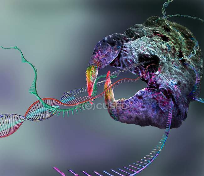 CRISPR-Cas9 complesso di editing genico nel DNA e nelle cellule, illustrazione concettuale
. — Foto stock