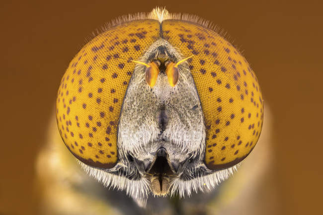 Spotted eye hoverfly in frontal portrait shot. — Stock Photo