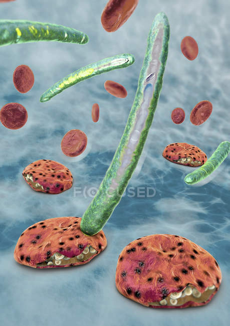 3d ilustración de células sanguíneas y parásitos del Plasmodium que causan malaria
. - foto de stock