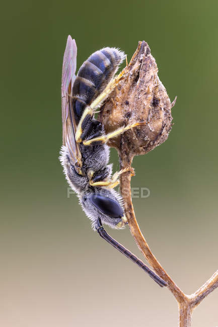Close-up of halictid bee perched at top of plant branch. — Stock Photo