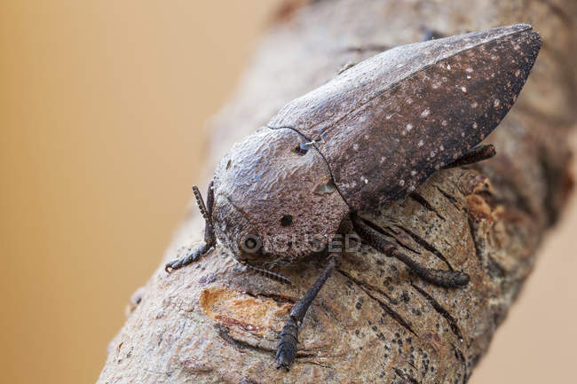 Дерев'яний жук, що сидить на гілці рослин . — стокове фото