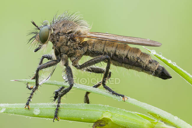Robberfly insect covered by early morning dew. — Stock Photo