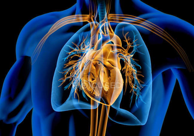 Corazón humano con vasos, pulmones y árbol bronquial en efecto de rayos X sobre fondo negro
. - foto de stock