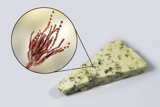 Roquefort cheese and digital illustration of fungus Penicillium roqueforti. — Stock Photo