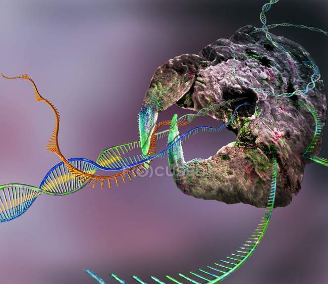 Complexe d'édition de gènes CRISPR-Cas9 dans l'ADN et les cellules, illustration conceptuelle
. — Photo de stock