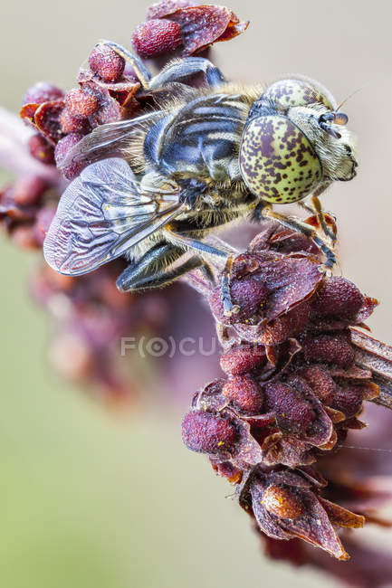 Spotted eye hoverfly sitting on seeds of wild plant. — Stock Photo