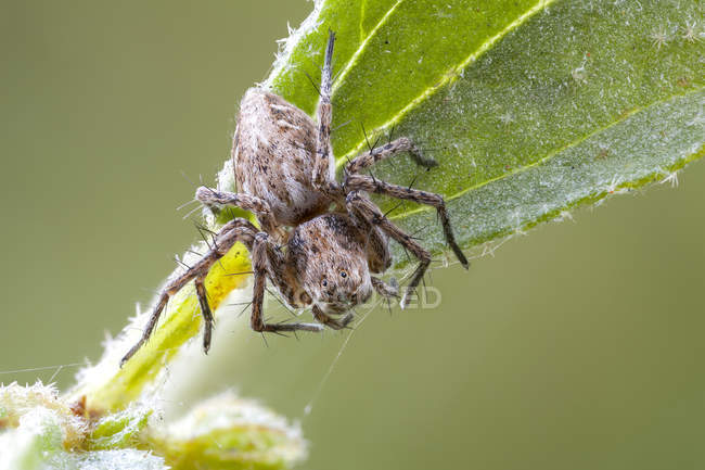 Рысиный паук, сидящий на листьях диких растений
. — стоковое фото