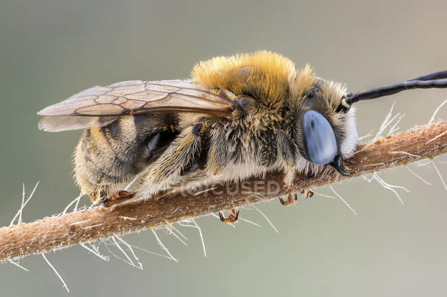 Long horned bee sleeping on thin branch. — Stock Photo
