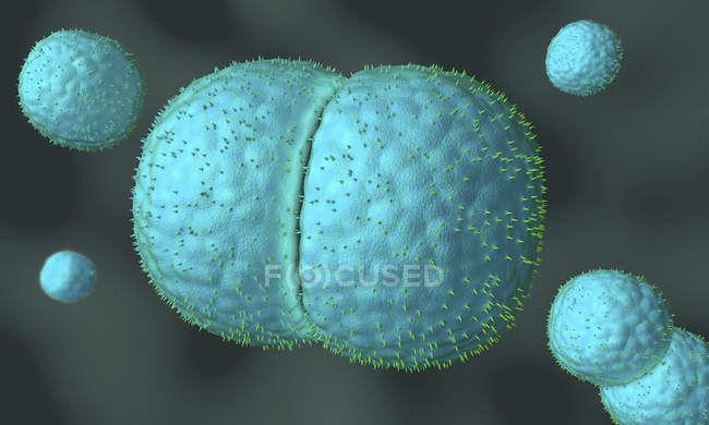 Illustration 3D des bactéries pathogènes de la méningite à méningocoque de couleur bleue
. — Photo de stock