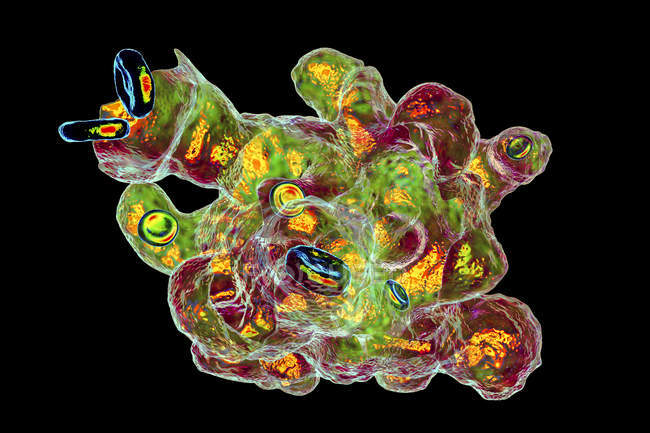 Moeba parasite engloutissant les globules rouges, illustration dans la cytométrie de flux d'imagerie
. — Photo de stock