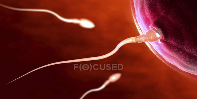 Ilustración 3d de espermatozoides rojos transparentes nadando hacia óvulos . - foto de stock