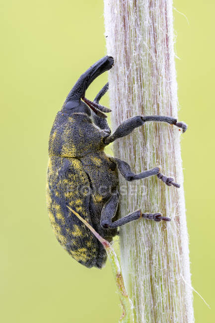 Cardo bud weevil sentado no caule da planta . — Fotografia de Stock
