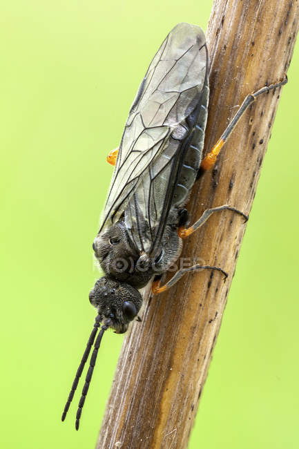 Close-up of sawfly sitting on wild plant stem. — Stock Photo