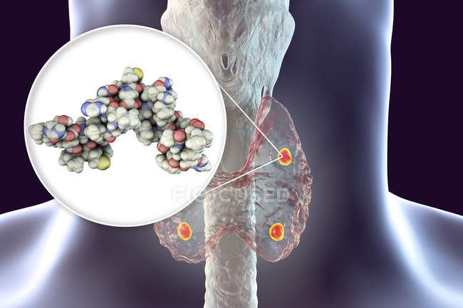 Illustration der akzentuierten roten Nebenschilddrüsen hinter der Schilddrüse und der Moleküle des Nebenschilddrüsenhormons. — Stockfoto