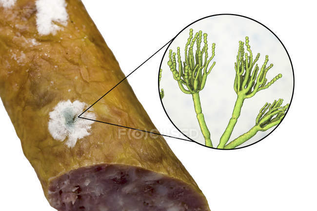 Плесень копченая колбаса и иллюстрация микроскопических грибов Penicillium, вызывающих порчу пищи и производство антибиотиков пенициллин
. — стоковое фото