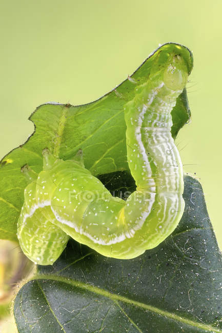 Silver Y moth caterpillar feeding on honeysuckle leaf. — Stock Photo