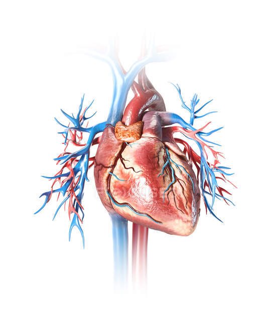 Corazón humano con vasos sanguíneos y árbol bronquial sobre fondo blanco
. - foto de stock