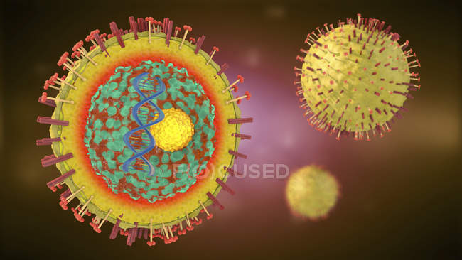 3d ilustración de la sección transversal del patógeno de la hepatitis con el ADN, el núcleo celular y los receptores
. - foto de stock