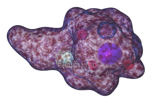 Entamoeba gingivalis паразитический патоген одноклеточный простейший, амеба в полости рта, цифровая иллюстрация
. — стоковое фото