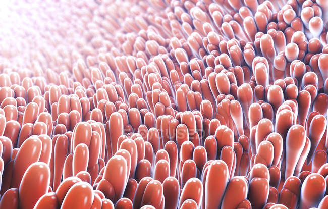 Ilustración 3d de proyecciones de vellosidades similares a dedos intestinales que se extienden en la luz del intestino delgado - foto de stock