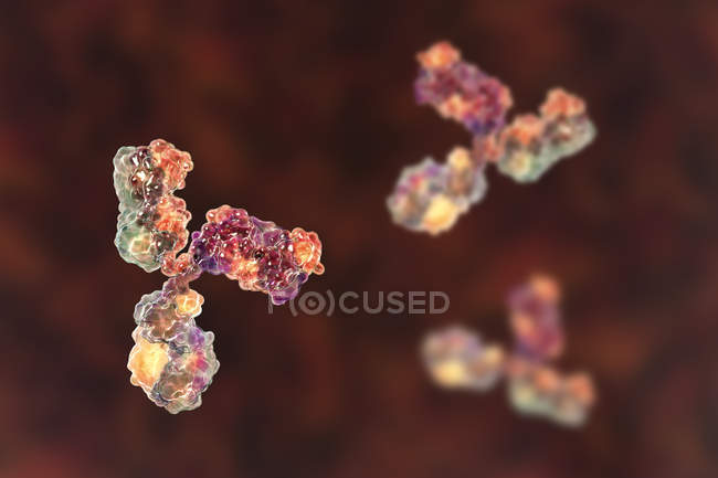 Modèle moléculaire numérique de la structure secondaire des anticorps de l'immunoglobuline G . — Photo de stock
