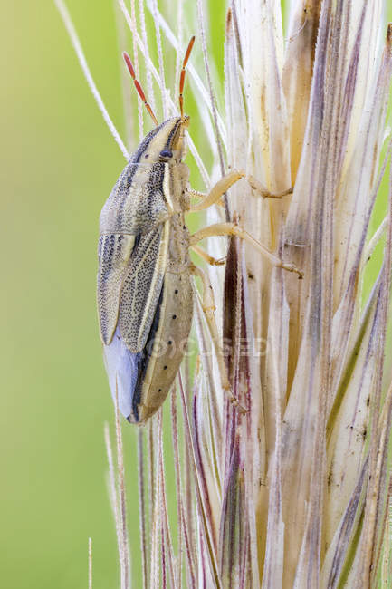 Trigo hedor insecto caminando en planta de trigo . - foto de stock