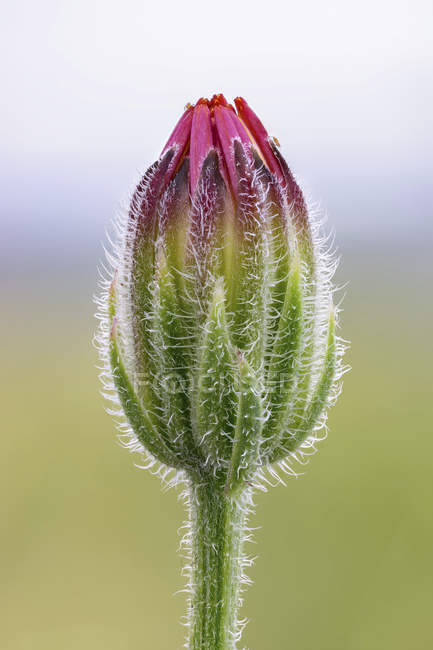 Вонючий ястреб бороду полевой цветок растет на открытом воздухе . — стоковое фото