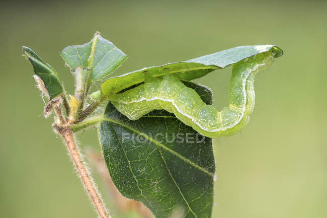 Silver Y moth caterpillar feeding on honeysuckle plant leaf. — Stock Photo