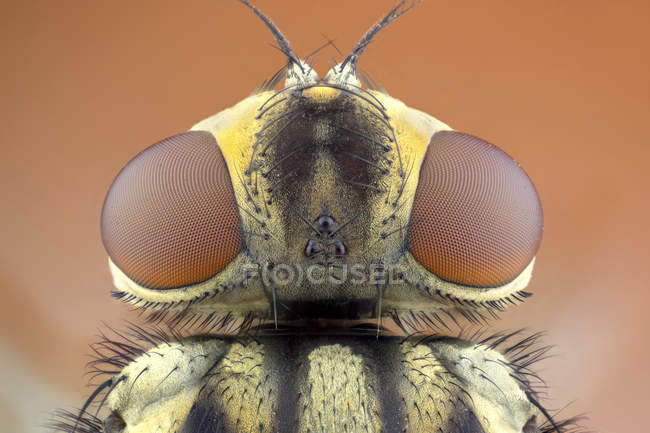 Stabile Fliege im Rückenporträtbild. — Stockfoto