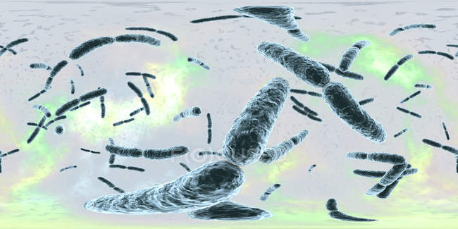 Lactobacillus bacteria, ilustración digital con panorama de 360 grados
. - foto de stock