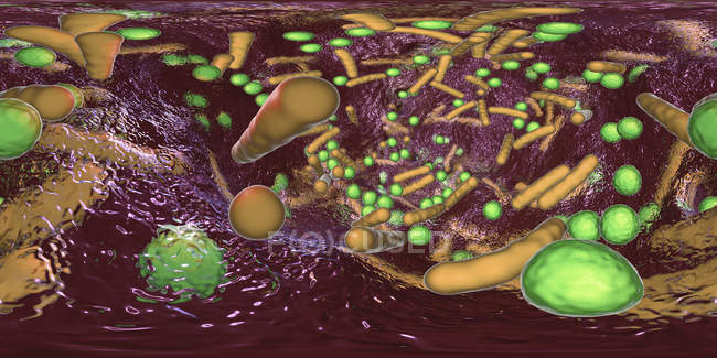 Сферические и стержневидные бактерии внутри биопленки, 360-градусная панорама, цифровая иллюстрация
. — стоковое фото