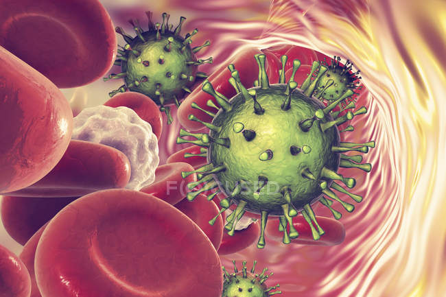 Partículas del citomegalovirus humano en el flujo sanguíneo, ilustración digital . - foto de stock