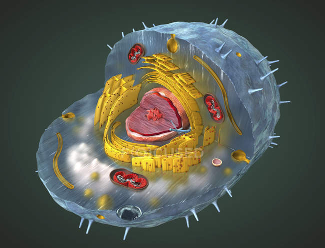 3d ilustración de la estructura interna de la célula humana . - foto de stock