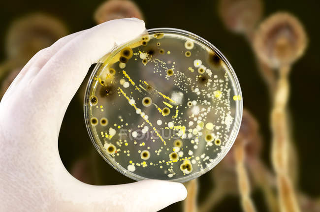 Imagen compuesta de cultivos bacterianos y fúngicos en placa de Petri en mano científica frente a la ilustración microbiana . - foto de stock