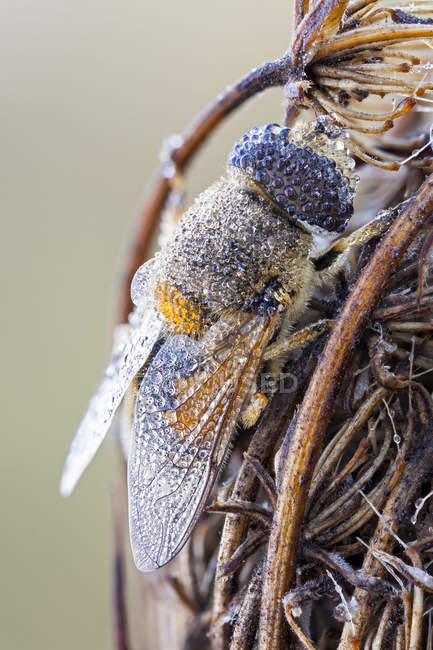 Drone fly trapped on dried wild plant. — Stock Photo