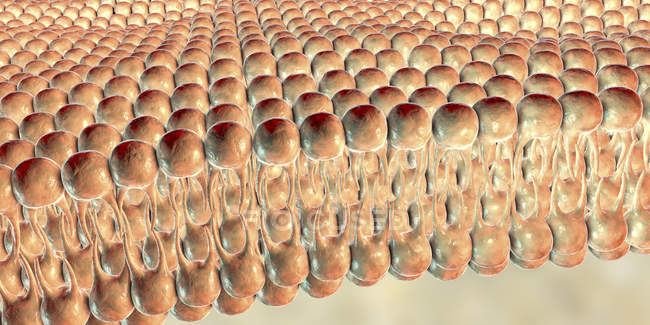 Ilustración digital de la estructura de la bicapa con membrana plasmática de fosfolípidos que encierra las células . - foto de stock