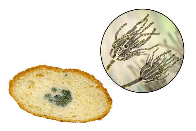 Verschimmeltes Brot und Illustration von mikroskopisch kleinen Penicillium-Pilzen, die Lebensmittelverderb verursachen und Antibiotika Penicillin produzieren. — Stockfoto