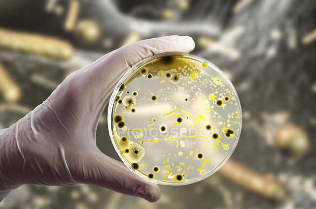 Image composite de cultures bactériennes et fongiques dans une boîte de Pétri à la main d'un scientifique devant une illustration microbienne
. — Photo de stock