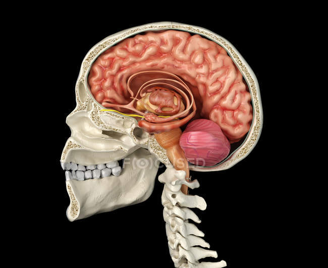 Human skull mid sagittal cross-section with brain on black background. — Stock Photo