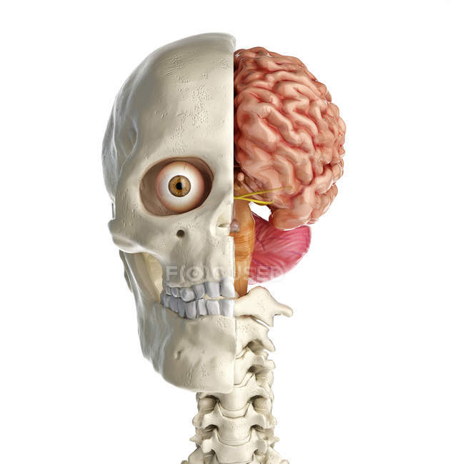 Human skull mid sagittal cross-section with brain in front view on white background. — Stock Photo
