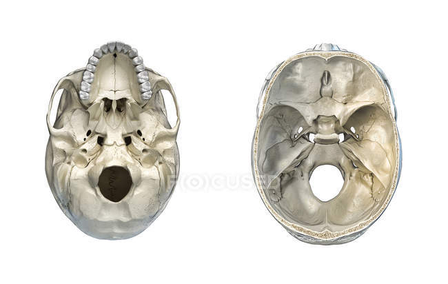 Поперечное сечение черепа человека и вид снизу на белом фоне . — стоковое фото