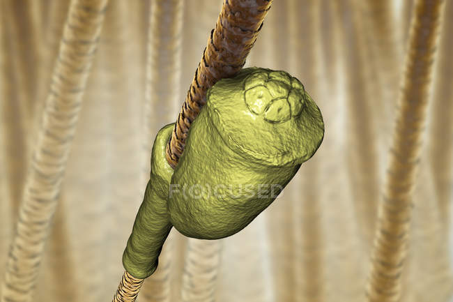 Digitale Illustration von Nissen-Ei der menschlichen Kopflaus, das an menschlichen Haaren befestigt ist. — Stockfoto