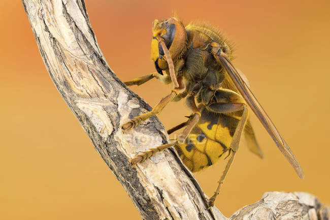Close-up de vespa europeia na planta, vista lateral
. — Fotografia de Stock