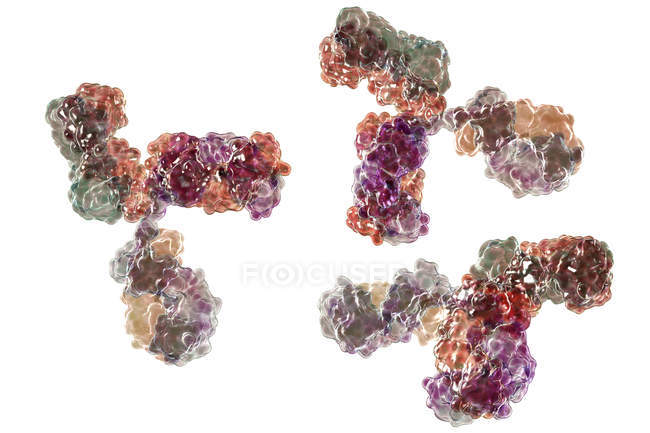 Digitales molekulares Modell der sekundären Struktur von Immunglobulin-g-Antikörpern. — Stockfoto
