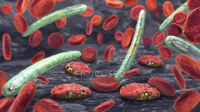 3D-Illustration von Blutzellen und Plasmodium-Parasiten, die Malaria verursachen. — Stockfoto