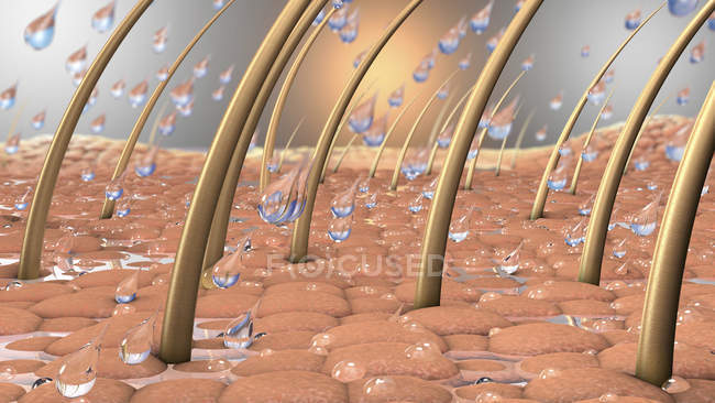 Illustration 3D de gouttes d'eau sur une partie rapprochée de la peau avec des cheveux et des racines capillaires . — Photo de stock
