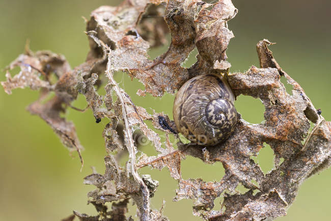 Close-up of camouflaged land snail in hibernation on dried leaf. — Stock Photo